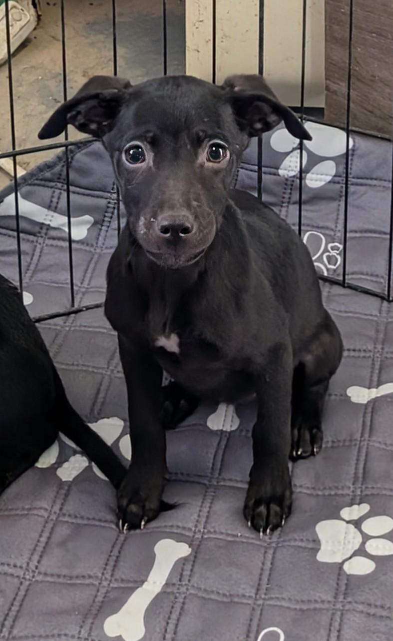 Enlarge Prancer , a ADOPTABLE mixed breed in Saint David, AZ image 2/3