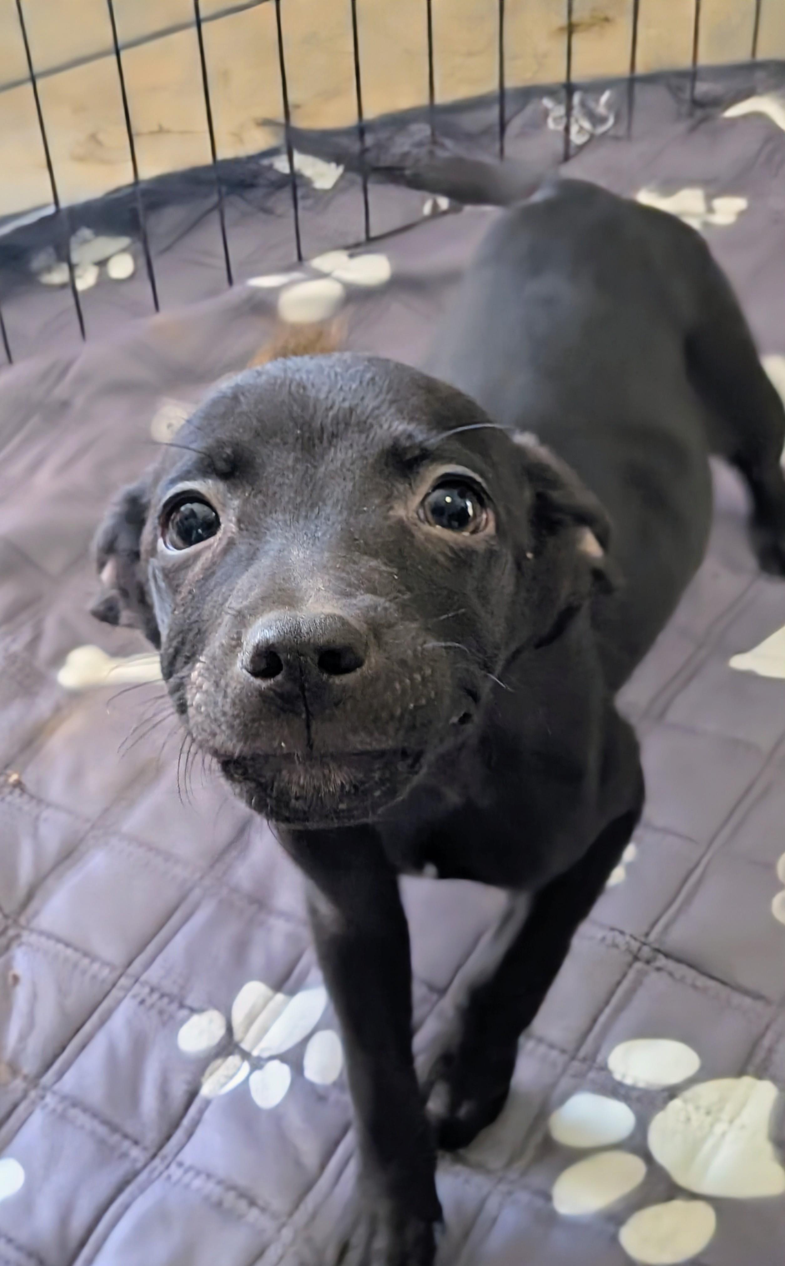 Enlarge Prancer , a ADOPTABLE mixed breed in Saint David, AZ image 3/3
