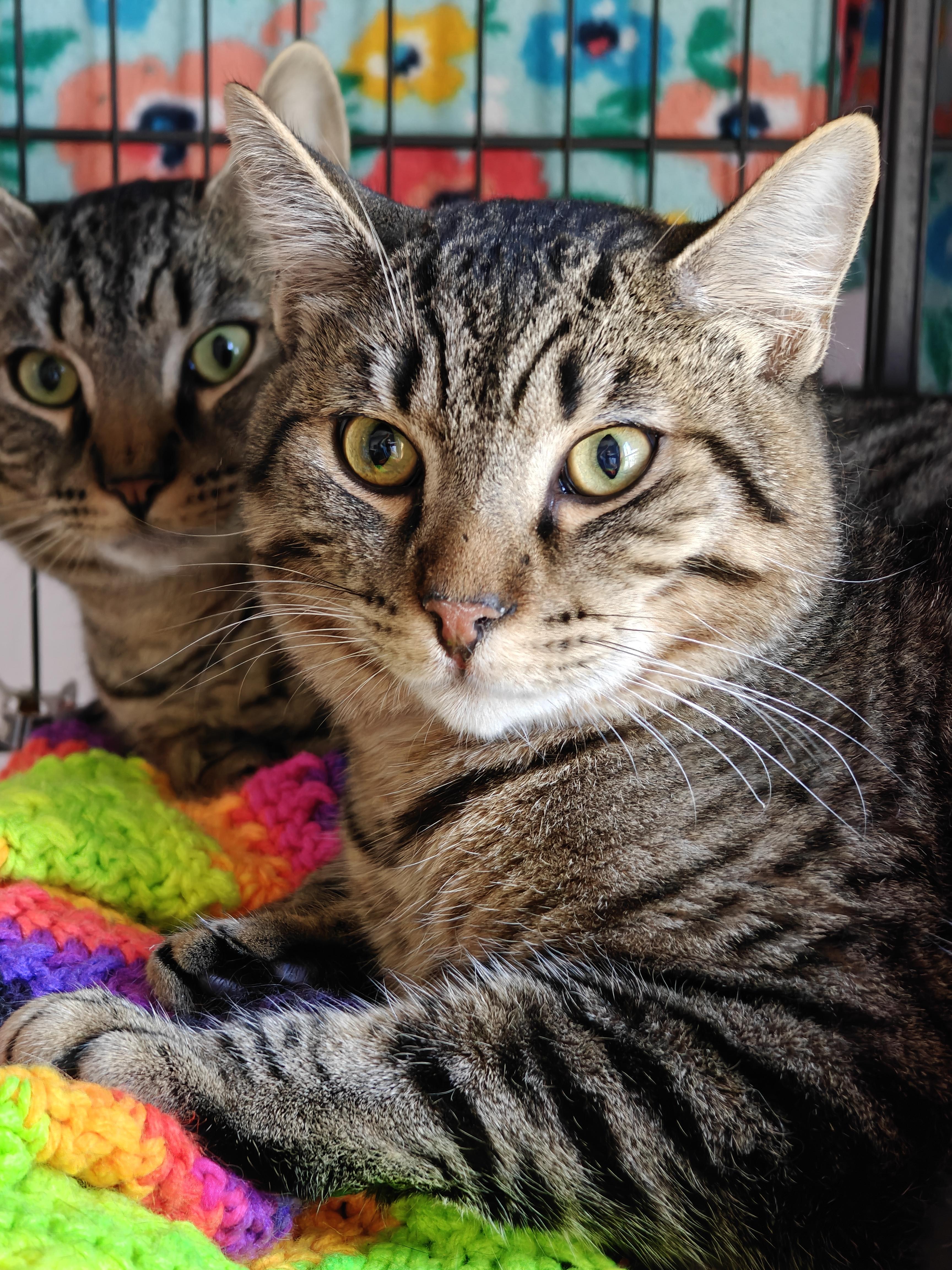 Enlarge Draco & Qadu , a ADOPTABLE Domestic Short Hair in New Britain, CT image 2/2