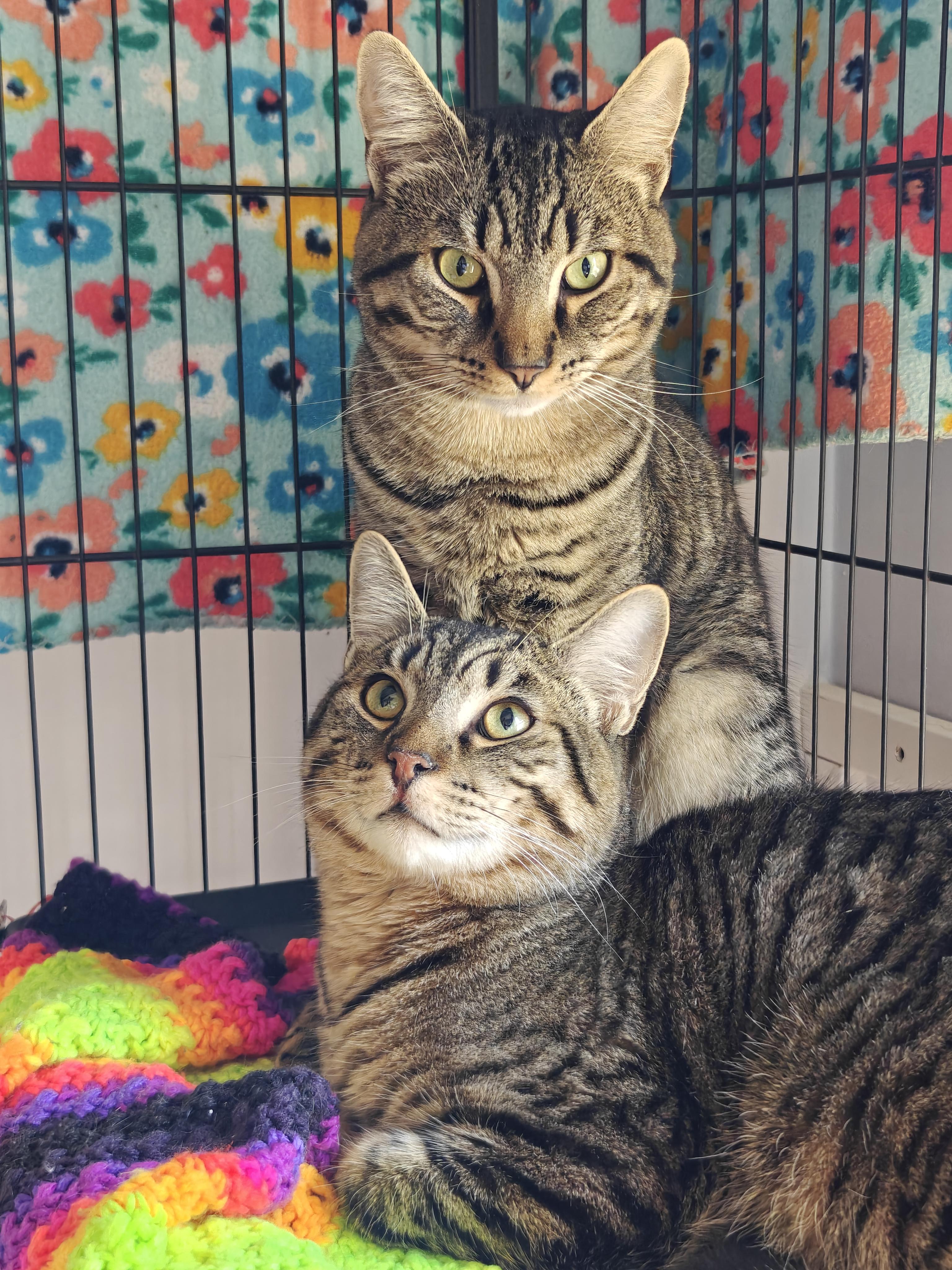 Enlarge Draco & Qadu , a ADOPTABLE Domestic Short Hair in New Britain, CT image 1/2