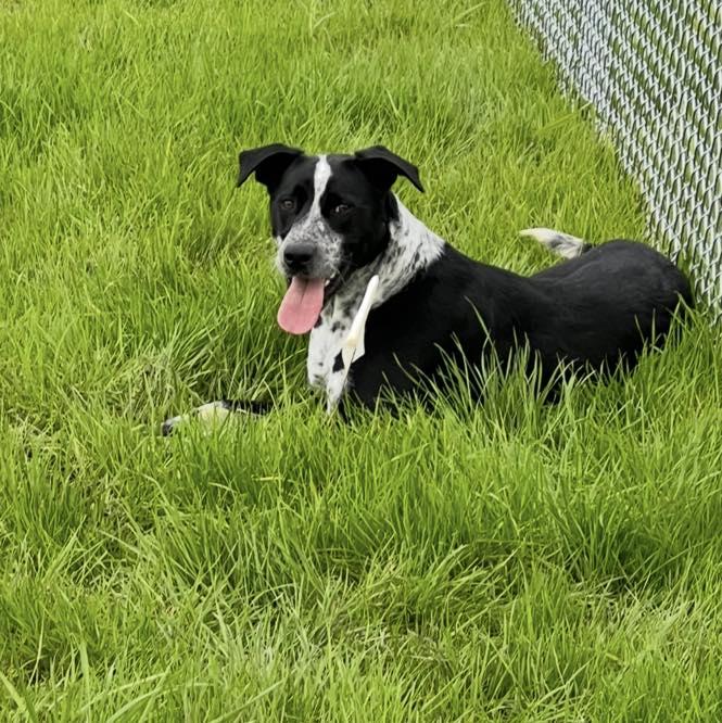 Chilli, Adoptable, Adult Male Australian Cattle Dog / Blue Heeler.