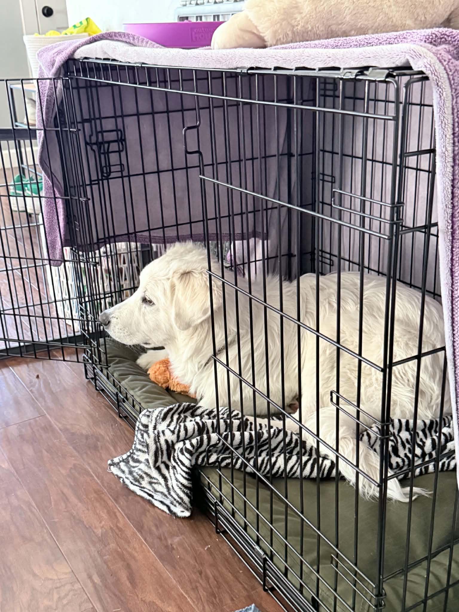 Enlarge Stiles, an adopted Great Pyrenees in Eugene, OR image 3/6