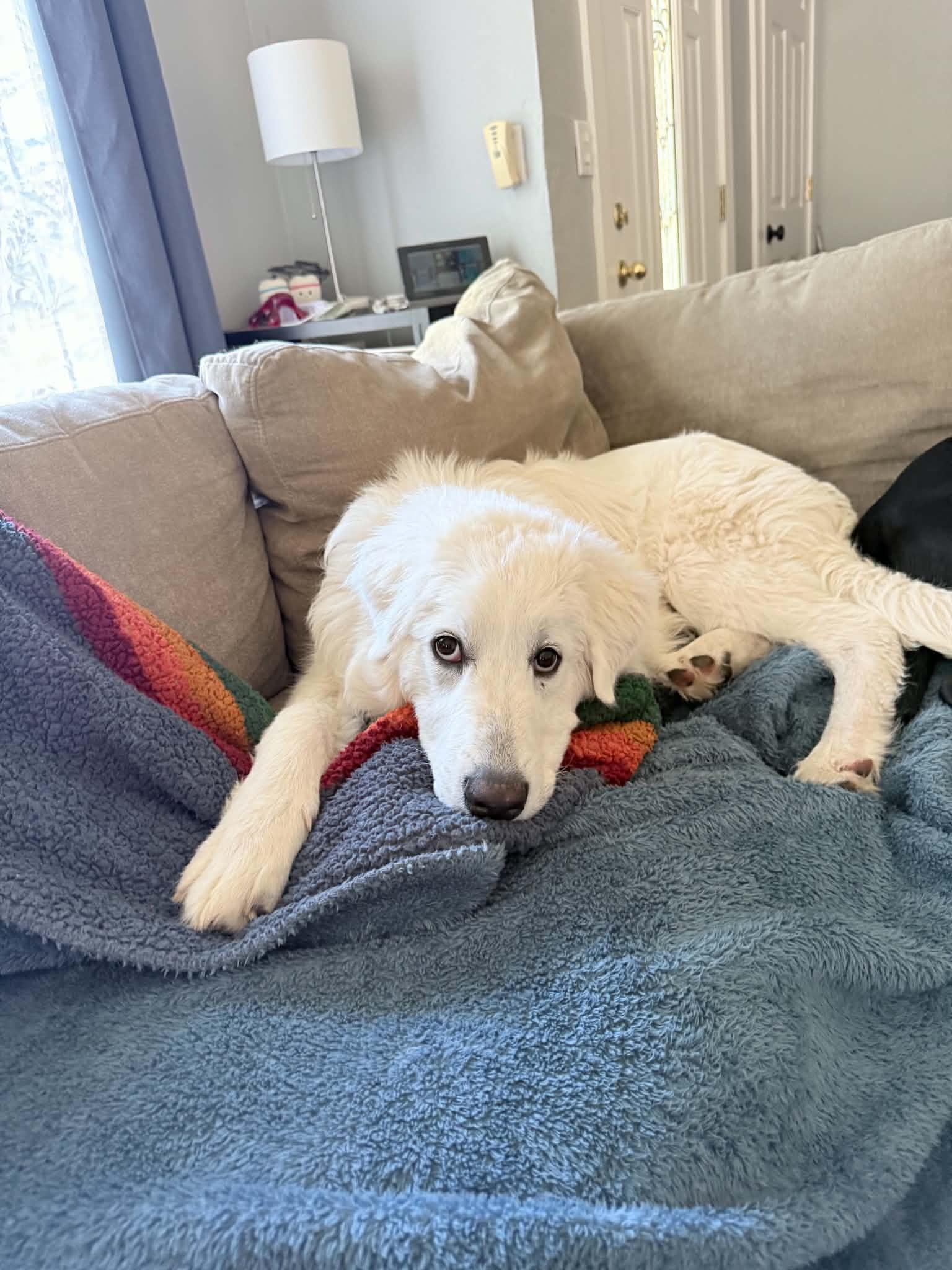Stiles, adopted, Puppy Male Great Pyrenees.