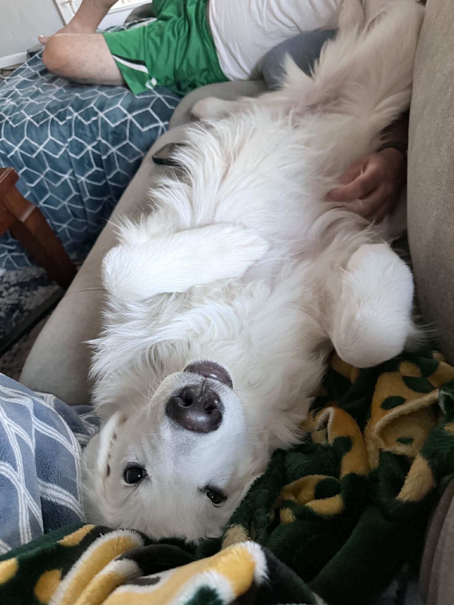 Enlarge Stiles, an adopted Great Pyrenees in Eugene, OR image 2/6