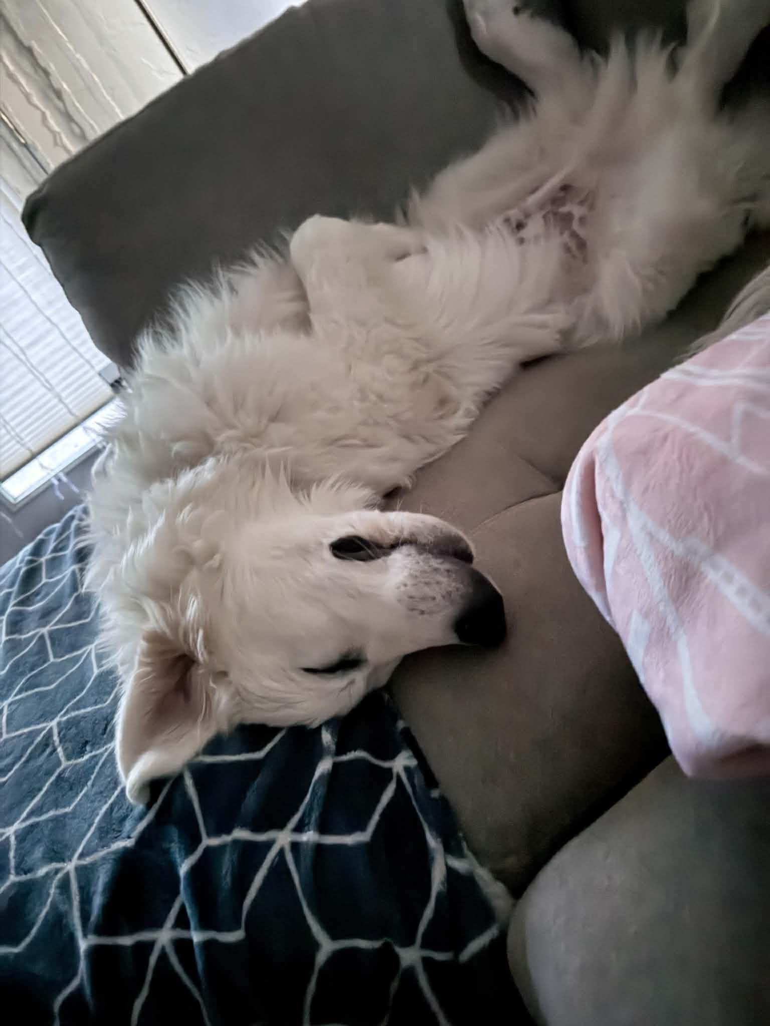 Enlarge Stiles, an adopted Great Pyrenees in Eugene, OR image 6/6