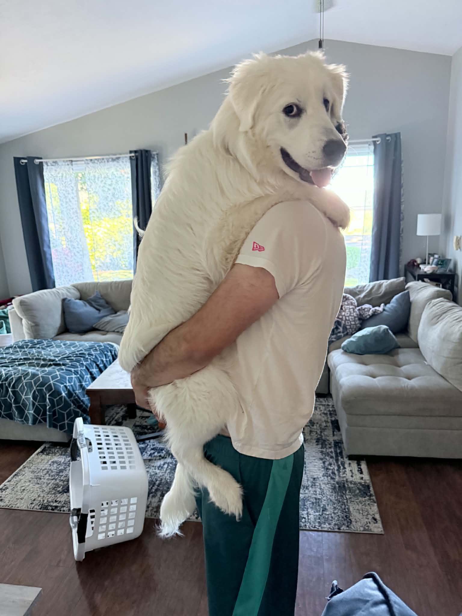 Enlarge Stiles, an adopted Great Pyrenees in Eugene, OR image 5/6