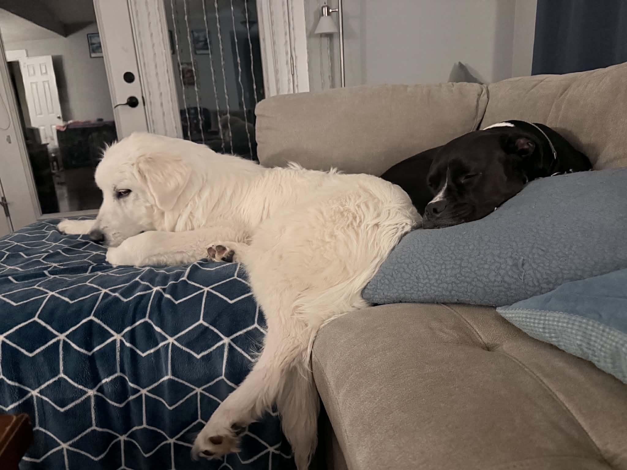 Enlarge Stiles, an adopted Great Pyrenees in Eugene, OR image 4/6