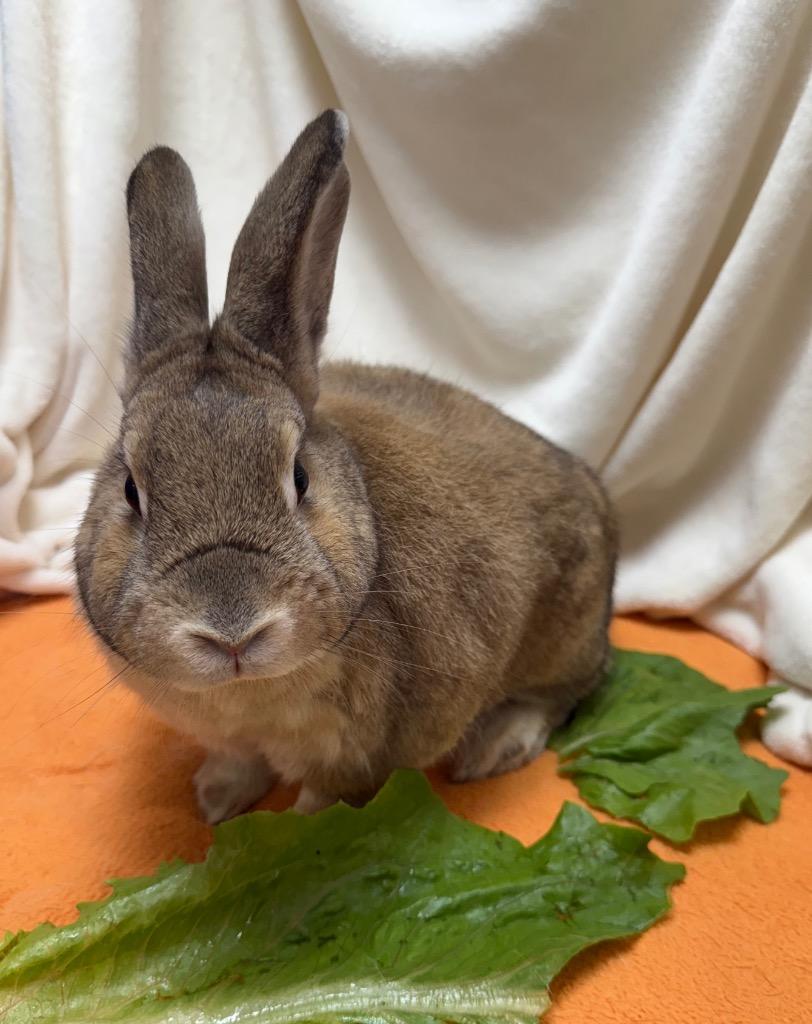 Enlarge Caramel, a Adoptable American in Pomona, NY image 1/5