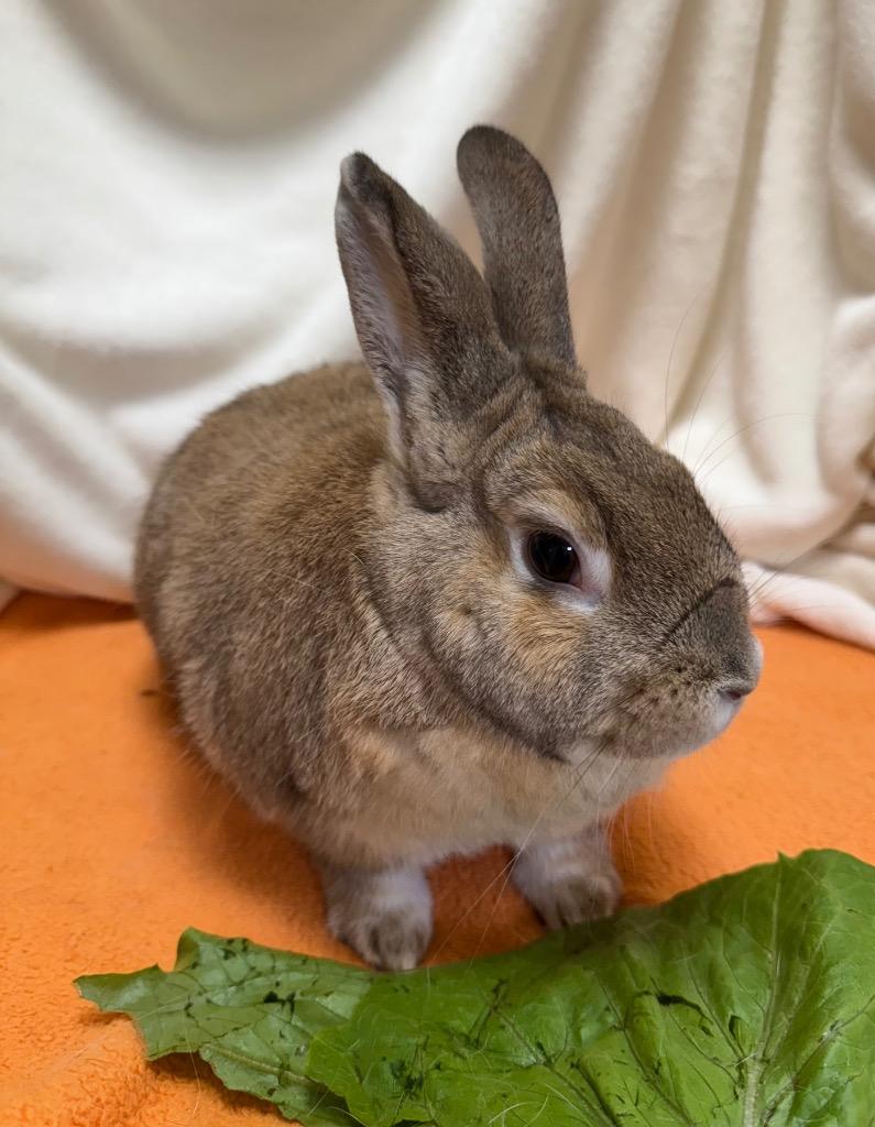 Enlarge Caramel, a Adoptable American in Pomona, NY image 2/5