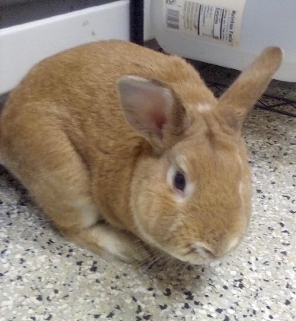 Enlarge Caramel, a Adoptable American in Pomona, NY image 3/5