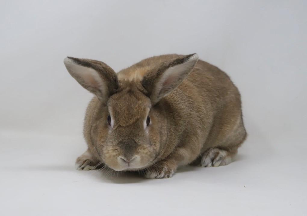 Enlarge Caramel, a Adoptable American in Pomona, NY image 4/5