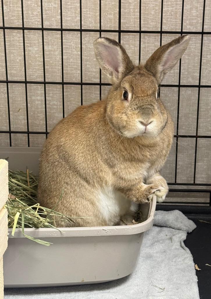 Enlarge Caramel, a Adoptable American in Pomona, NY image 5/5