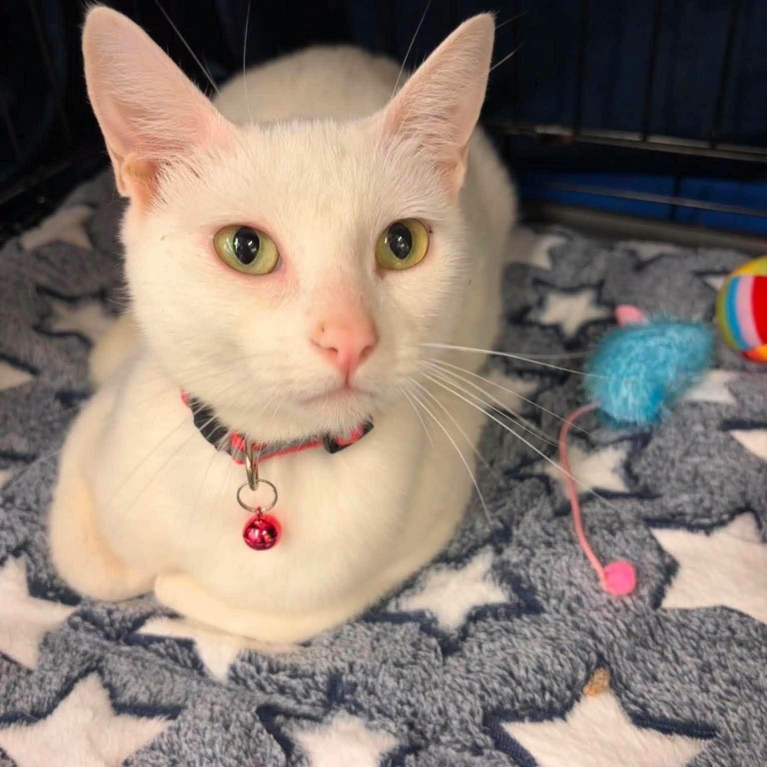 Enlarge Joy Elizabeth, a Adoptable Domestic Short Hair in Concord, CA image 1/4