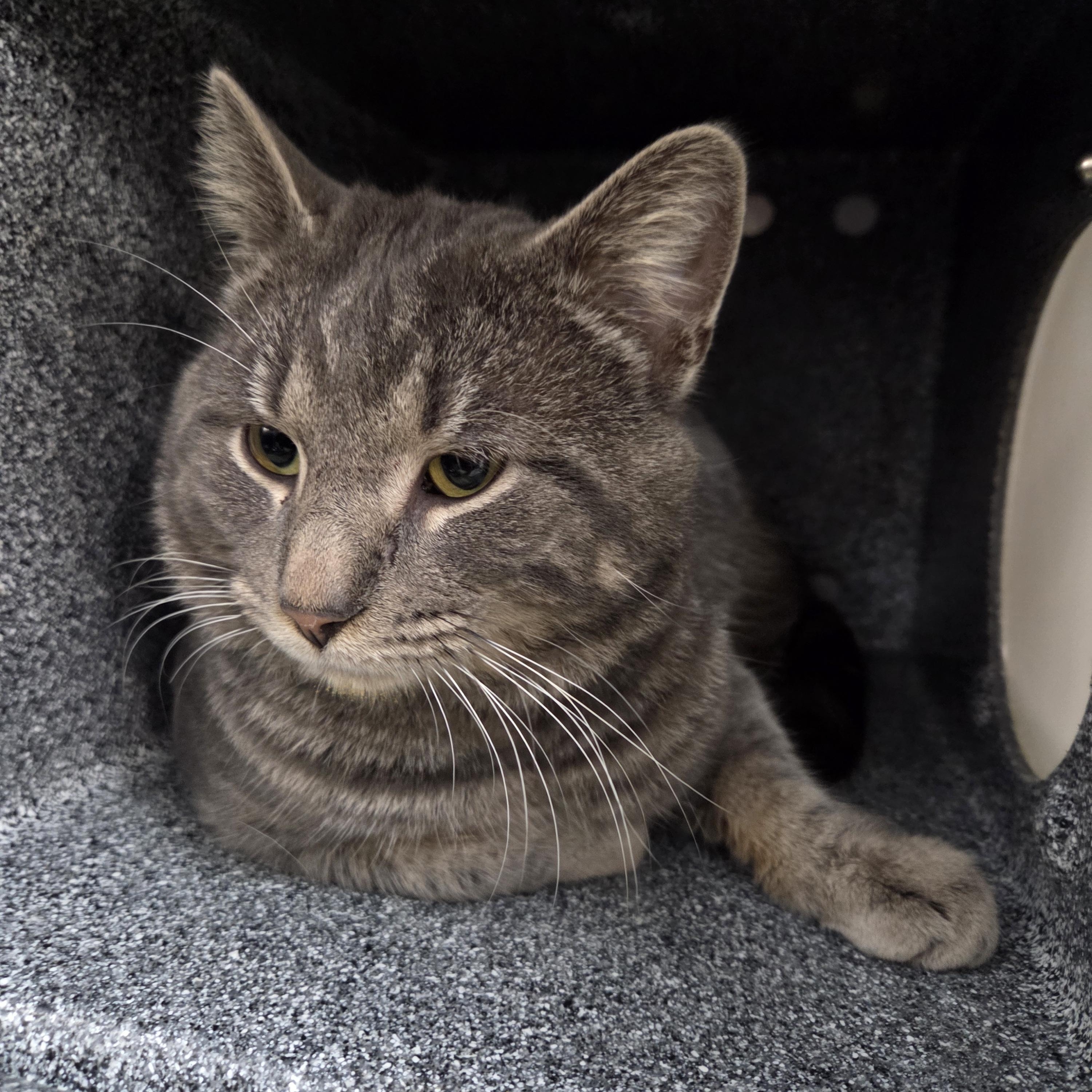 Enlarge Garnet , an adopted Domestic Short Hair in Saint Charles, MO image 3/3