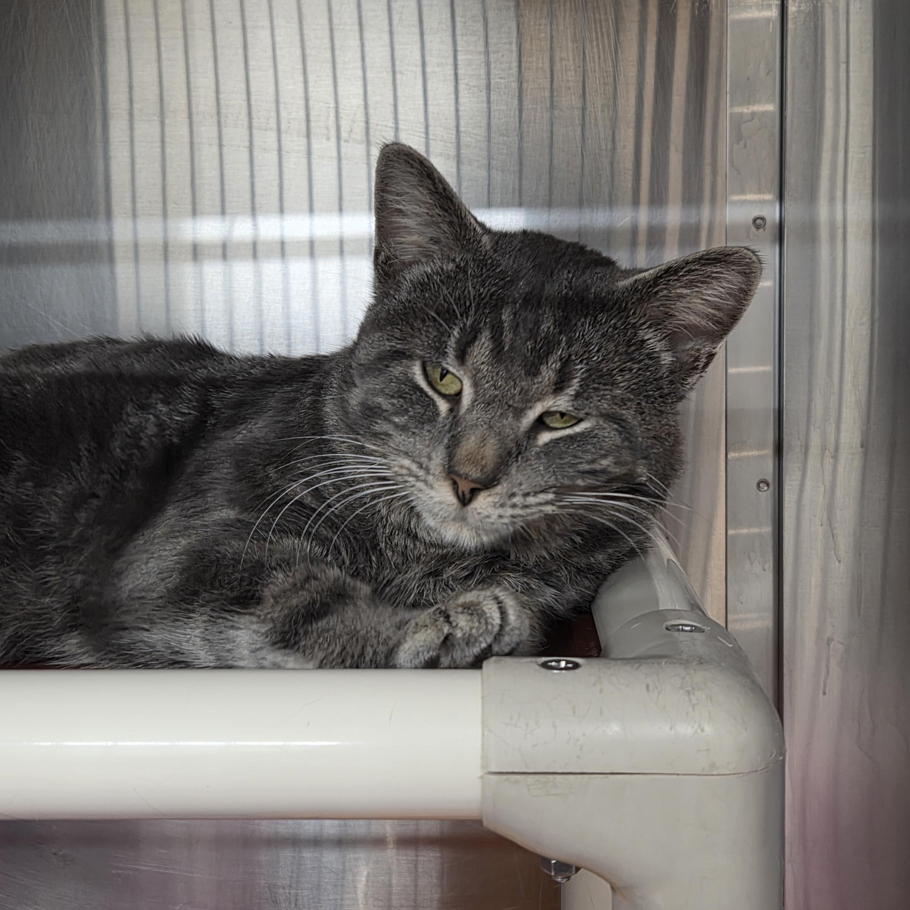 Enlarge Garnet , an adopted Domestic Short Hair in Saint Charles, MO image 1/3