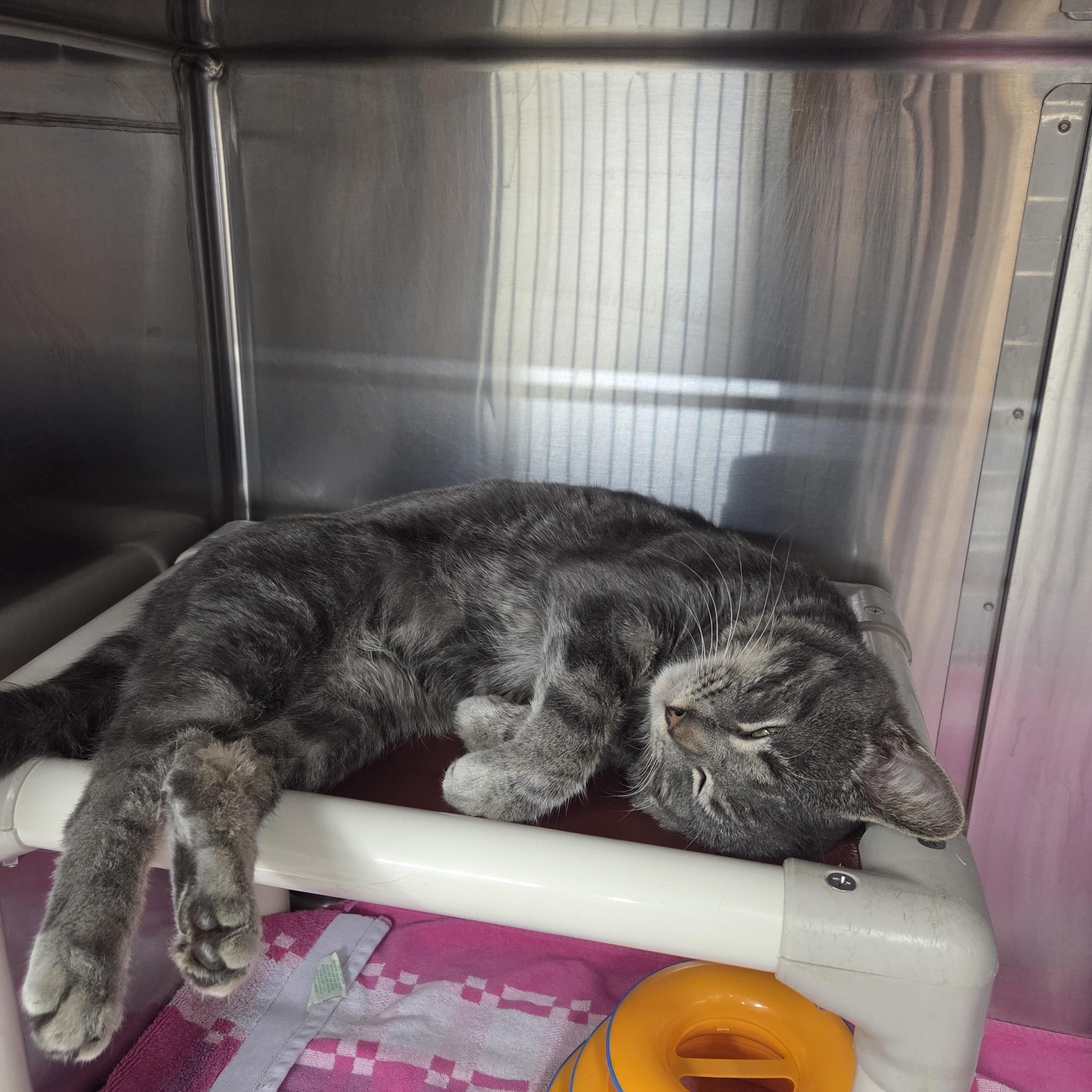 Enlarge Garnet , an adopted Domestic Short Hair in Saint Charles, MO image 2/3