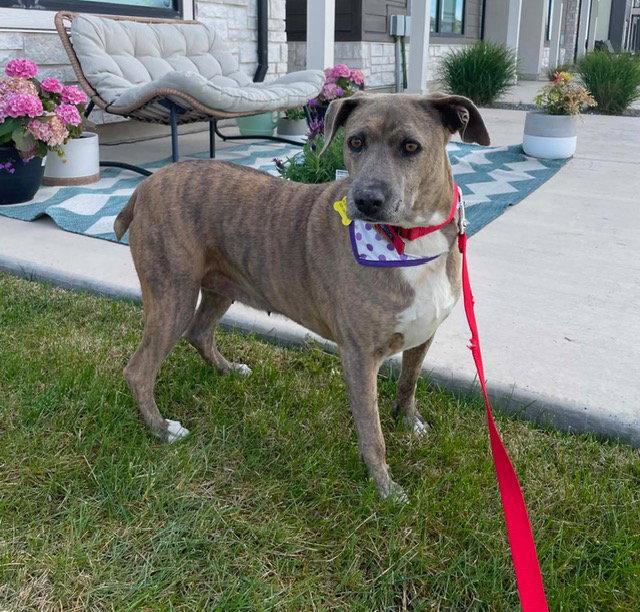 Mo Mia, Adoptable, Adult Female Mixed Breed.