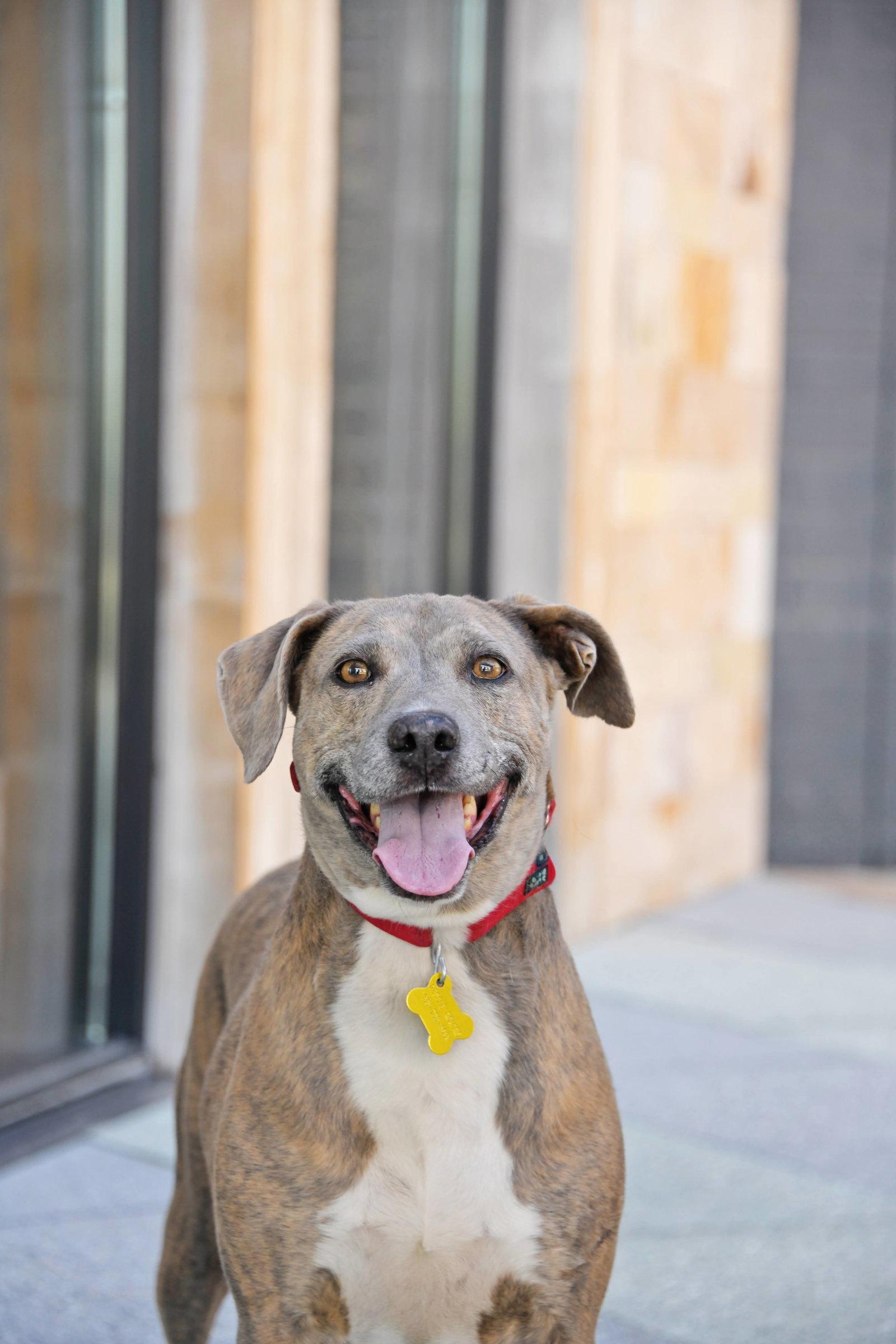 Mo Mia, a Adoptable Mixed Breed in Salt Lake City, UT image 1/3