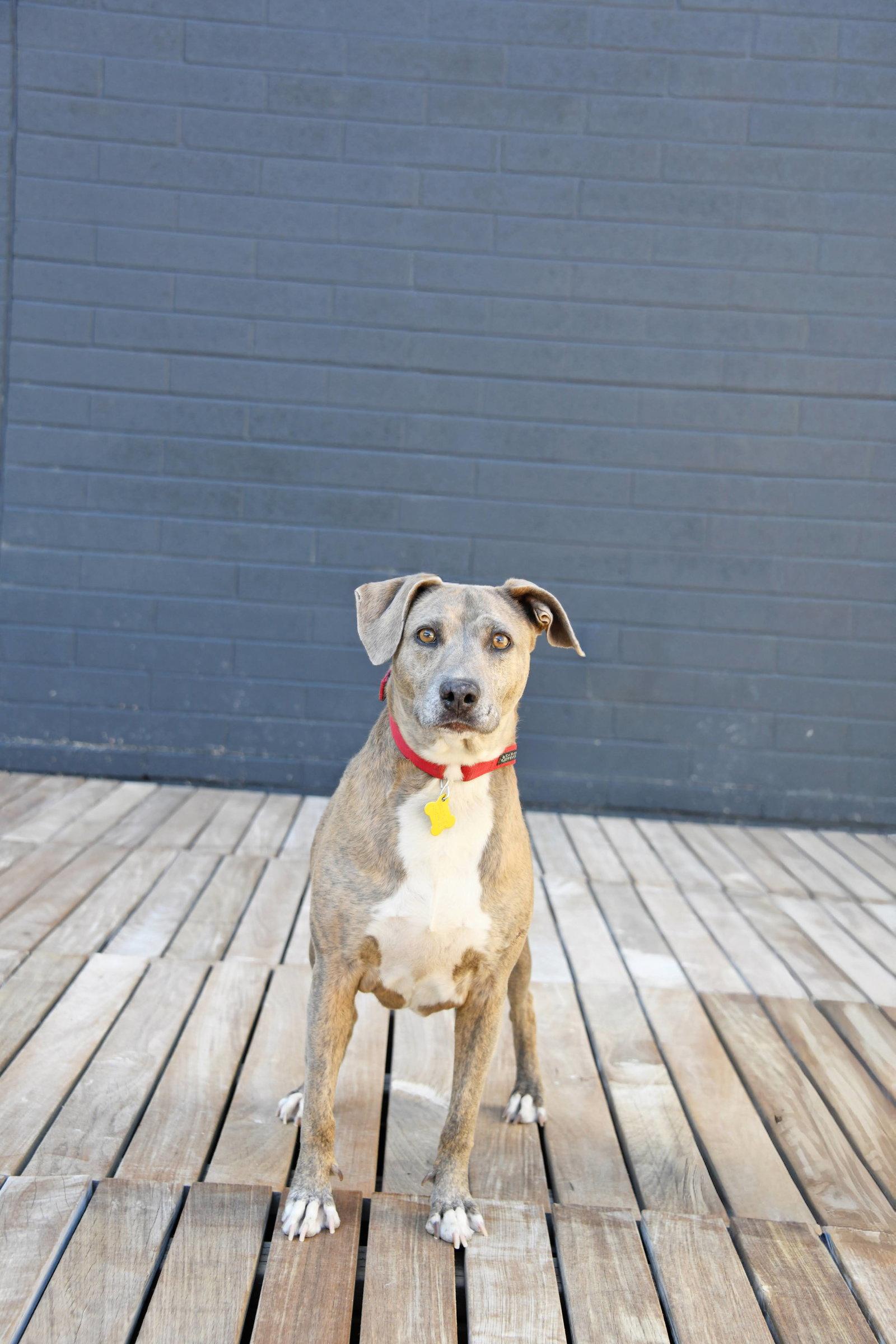 Mo Mia, a Adoptable Mixed Breed in Salt Lake City, UT image 2/3
