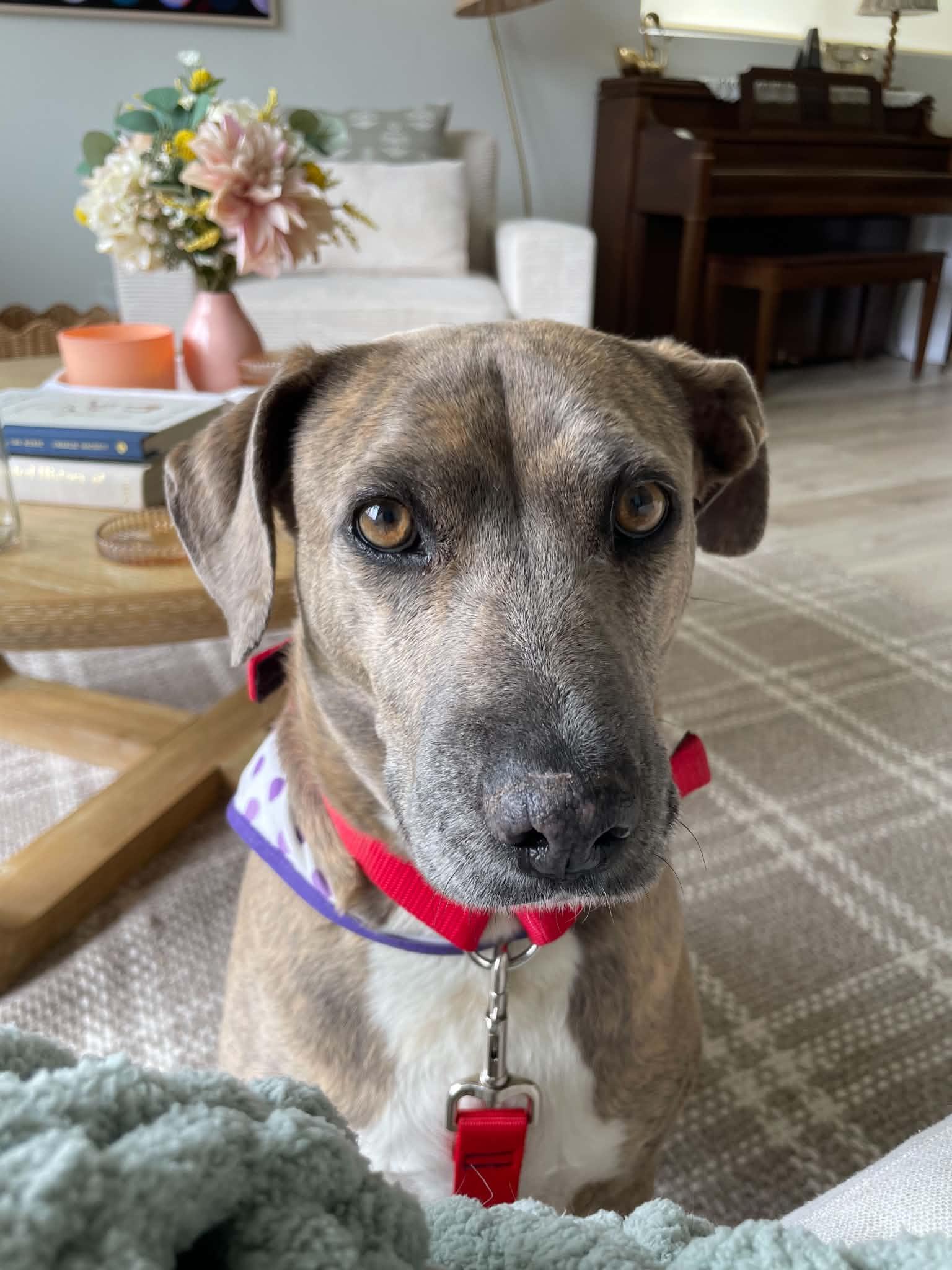 Mo Mia, a Adoptable Mixed Breed in Salt Lake City, UT image 2/3