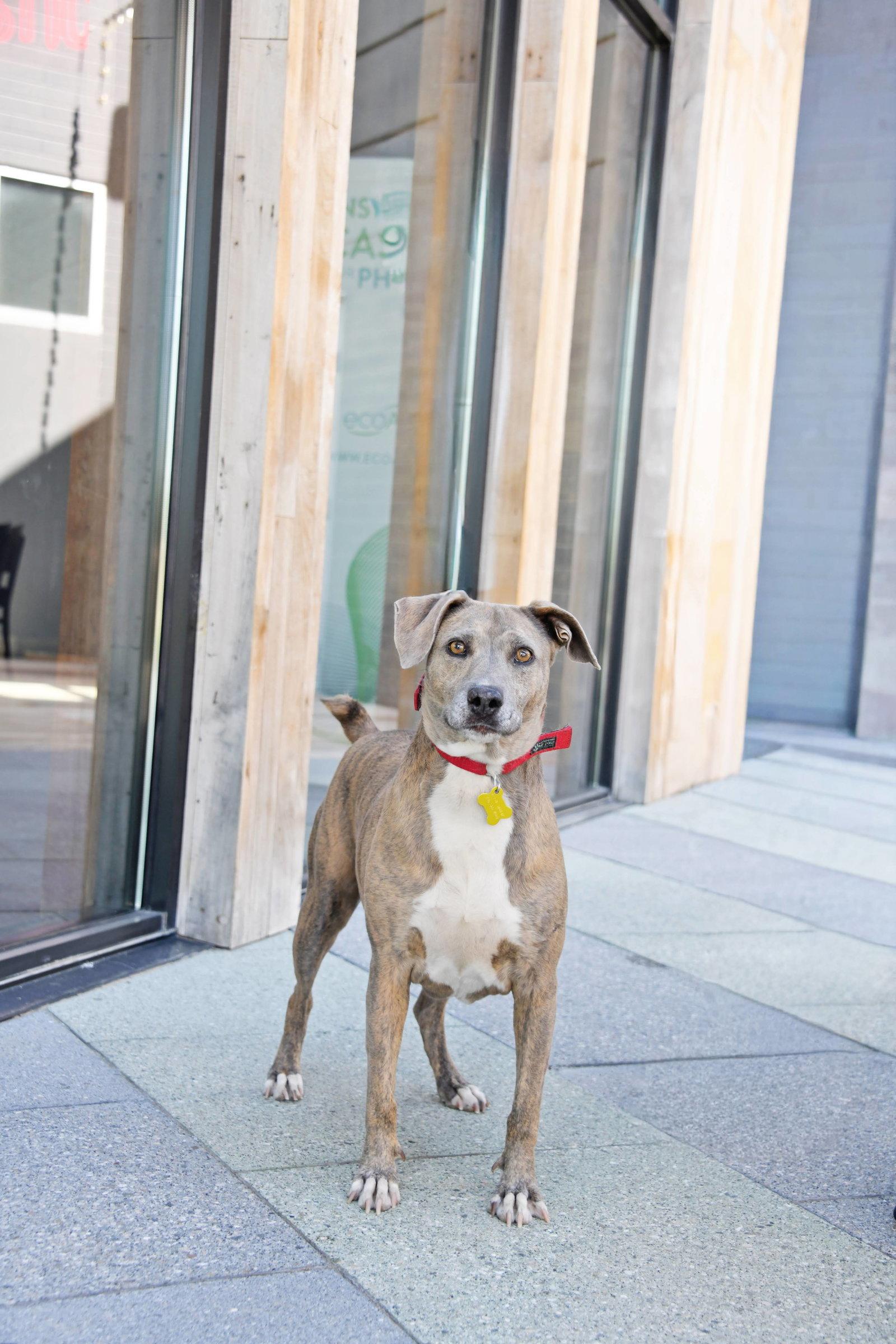 Mo Mia, a Adoptable Mixed Breed in Salt Lake City, UT image 3/3