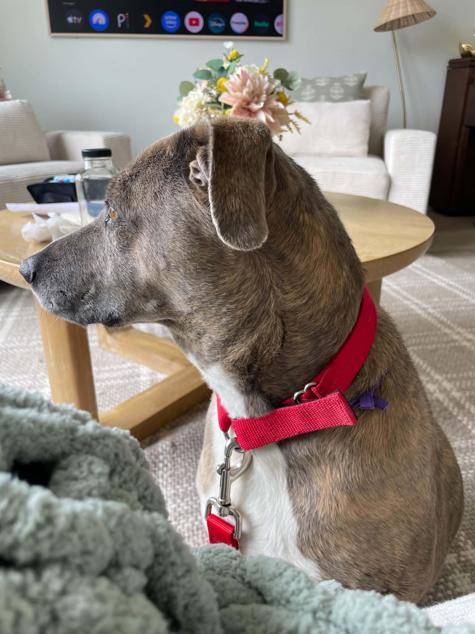 Mo Mia, a Adoptable Mixed Breed in Salt Lake City, UT image 3/3