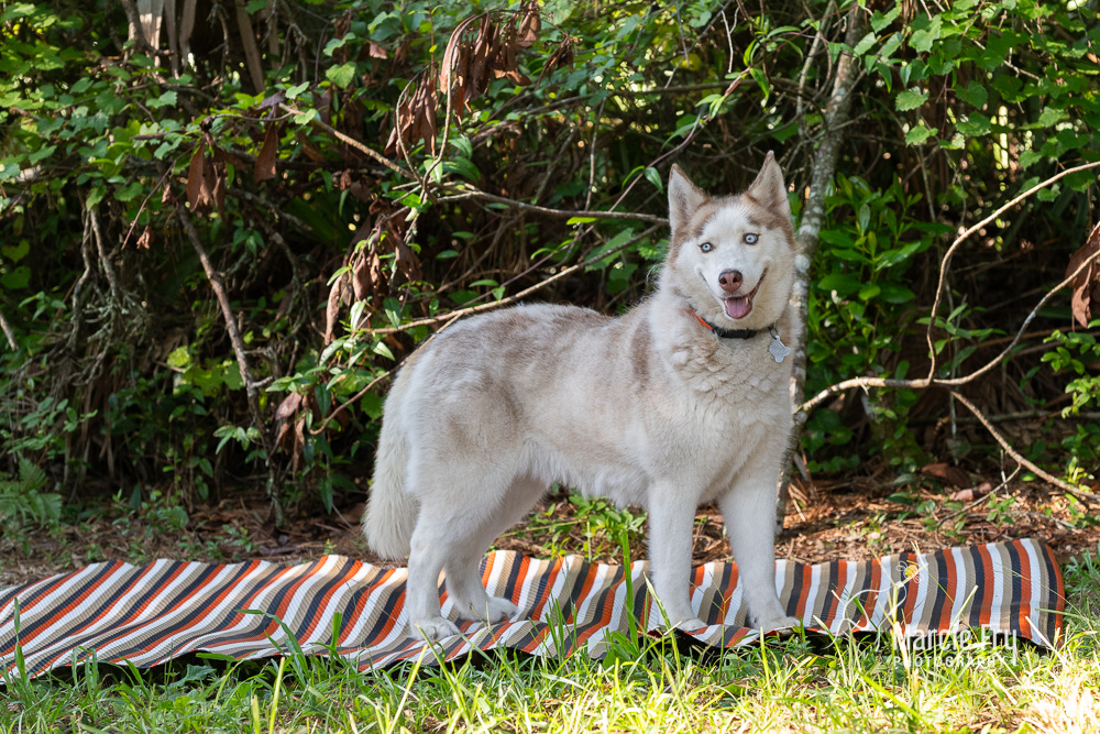 Misty, an adopted Siberian Husky in Lake Helen, FL_image-1