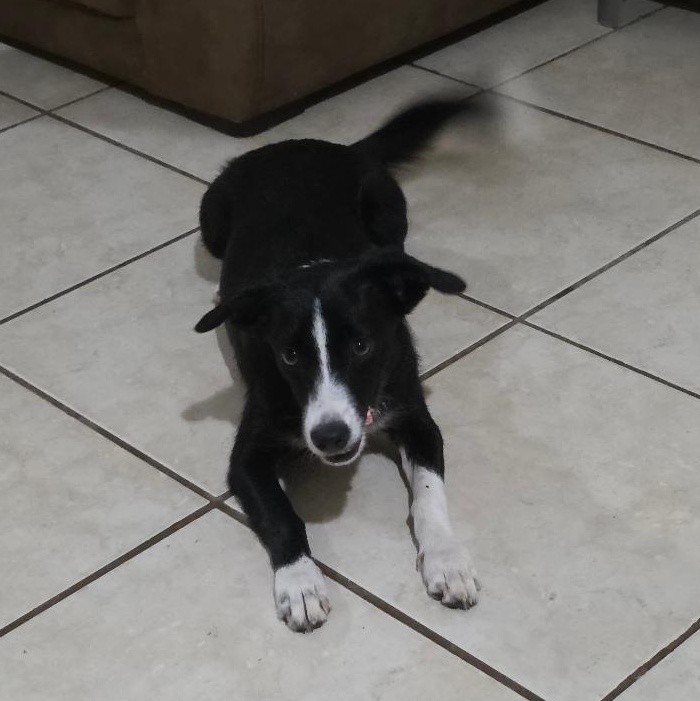 Miller, a ADOPTABLE mixed breed in Albion, NY image 2/2