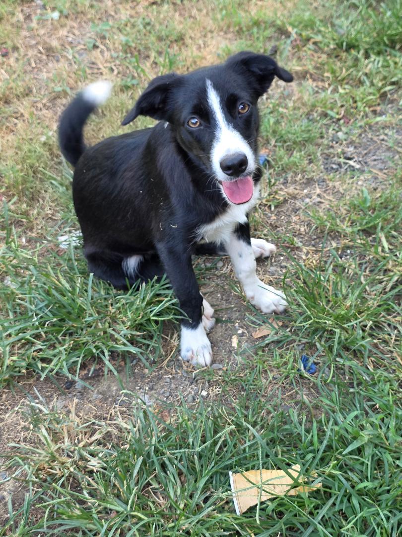 Miller, a ADOPTABLE mixed breed in Albion, NY image 1/2