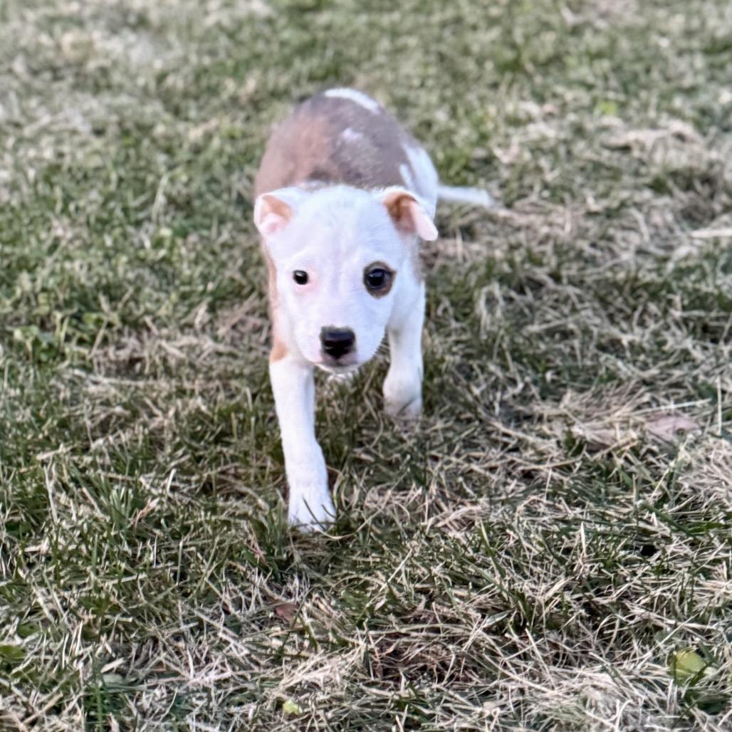 Dodger, a Adoptable Jack Russell Terrier in La Grange, KY image 1/6