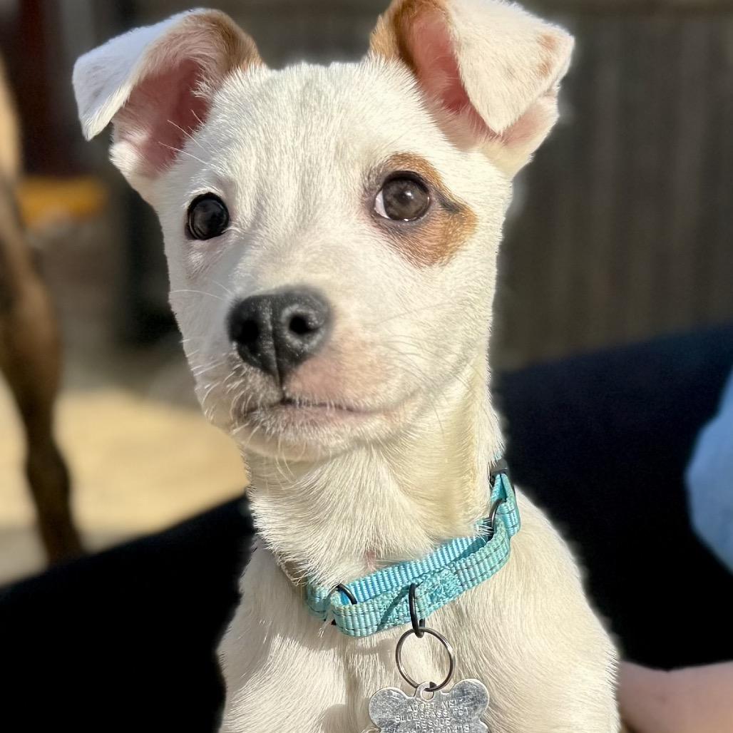 Dodger, Adoptable, Puppy Male Jack Russell Terrier.