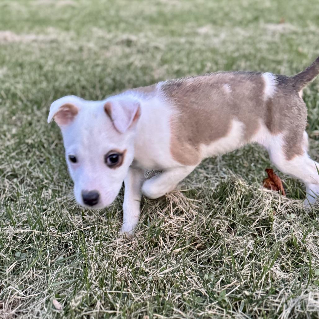 Dodger, a Adoptable Jack Russell Terrier in La Grange, KY image 5/6