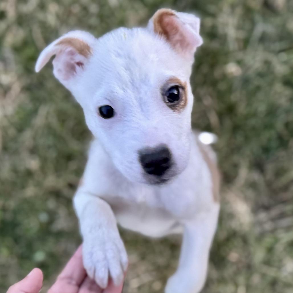 Dodger, a Adoptable Jack Russell Terrier in La Grange, KY image 6/6