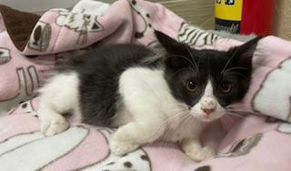 Moe, a Adoptable mixed breed in Parlier, CA image 1/6