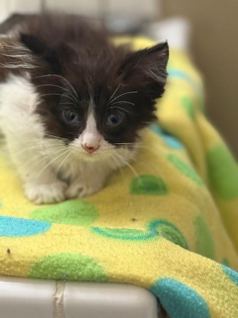 Moe, a Adoptable mixed breed in Parlier, CA image 2/6