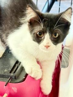 Moe, a Adoptable mixed breed in Parlier, CA image 3/6