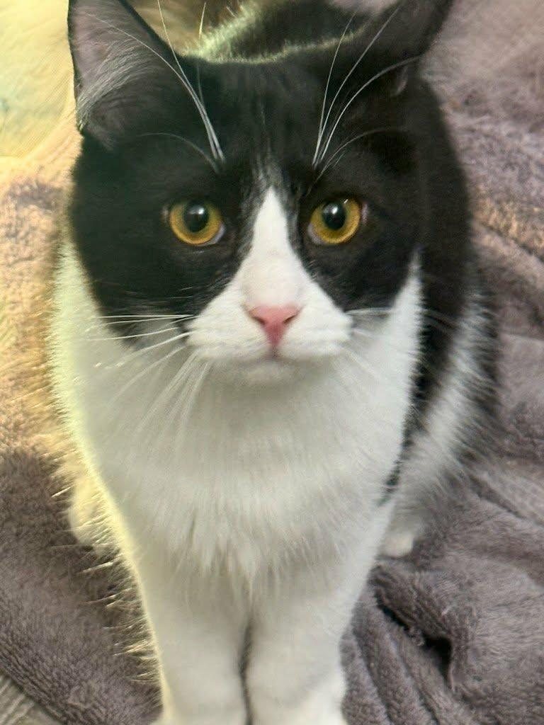 Moe, a Adoptable mixed breed in Parlier, CA image 4/6