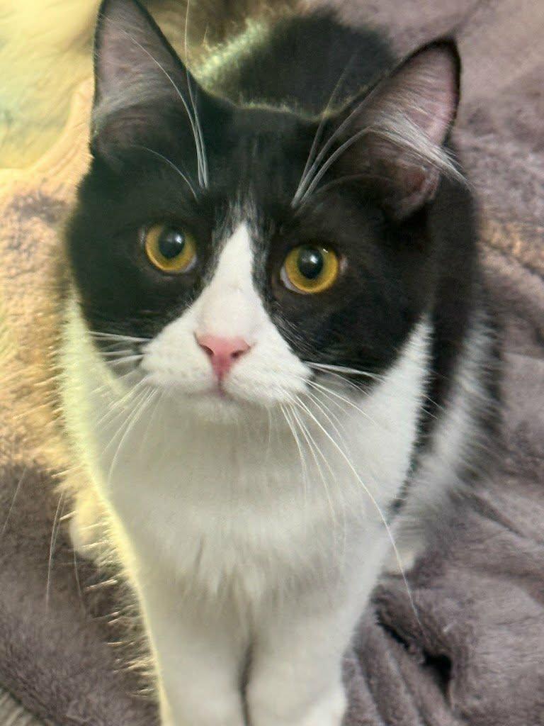 Moe, a Adoptable mixed breed in Parlier, CA image 5/6