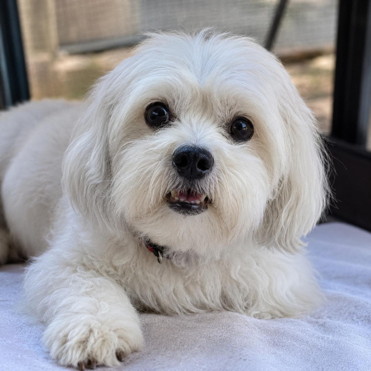 Datoa, a ADOPTABLE mixed breed in Van Nuys, CA image 2/6