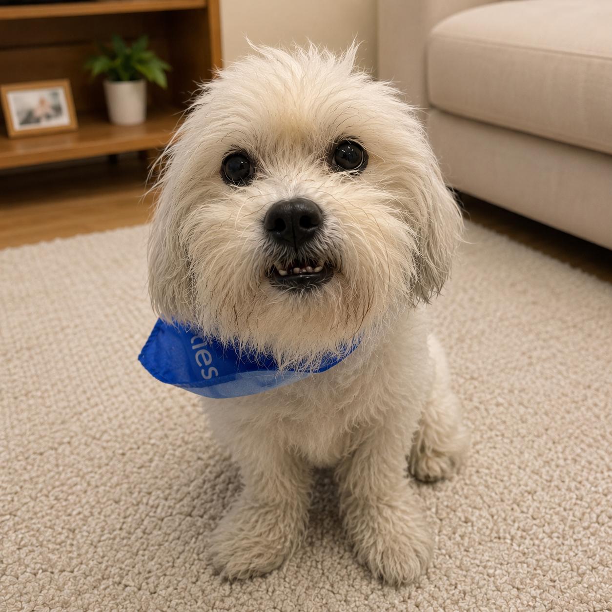 Datoa, a ADOPTABLE mixed breed in Van Nuys, CA image 3/6