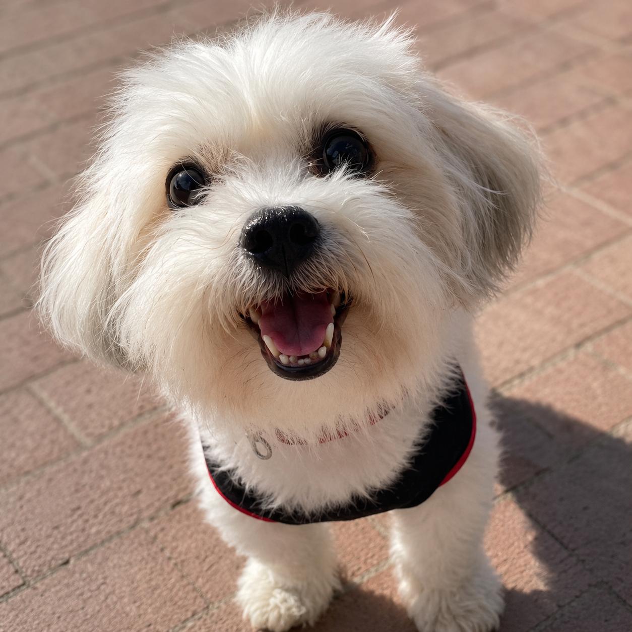 Datoa, ADOPTABLE, Adult Male Shih poo.