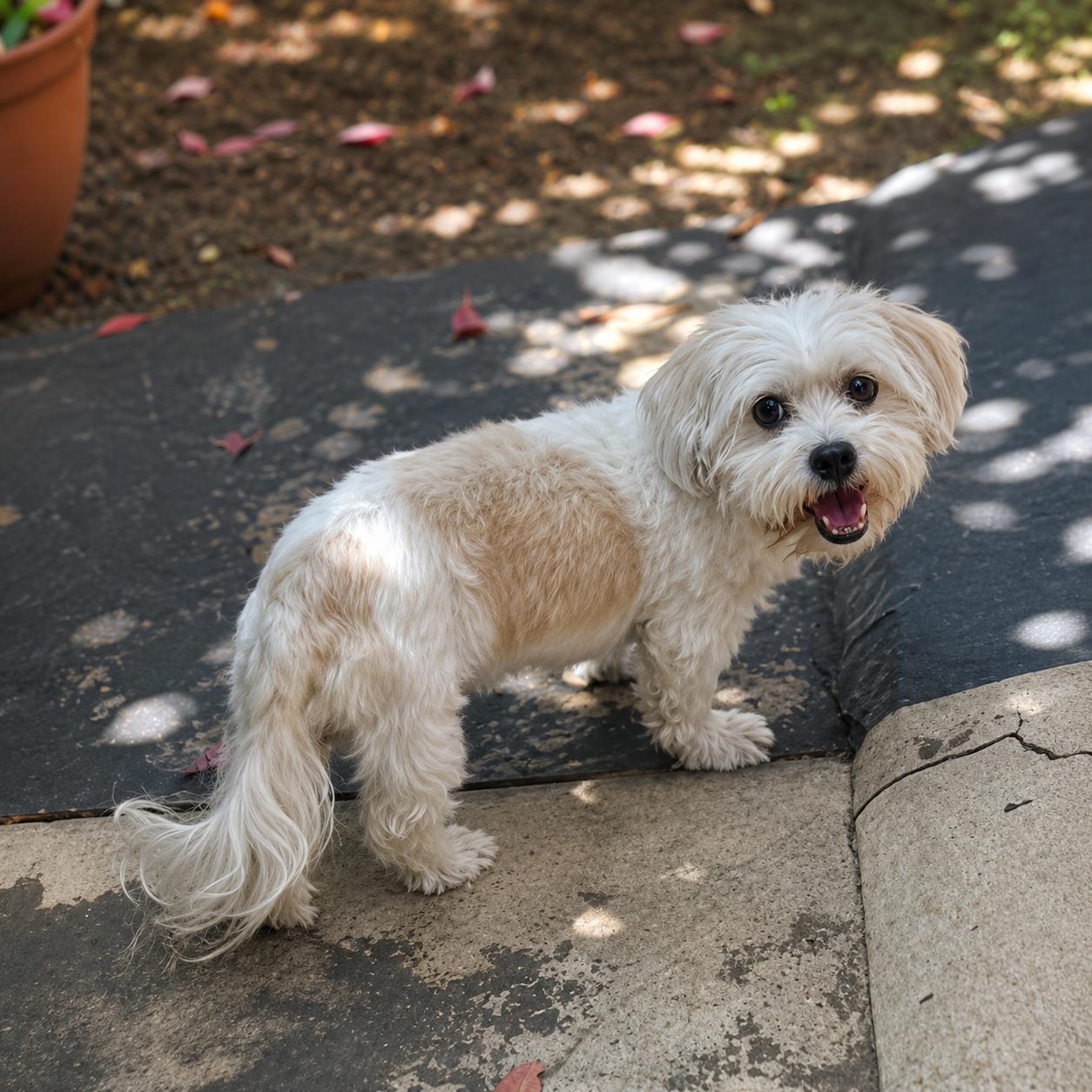 Datoa, a ADOPTABLE mixed breed in Van Nuys, CA image 5/6