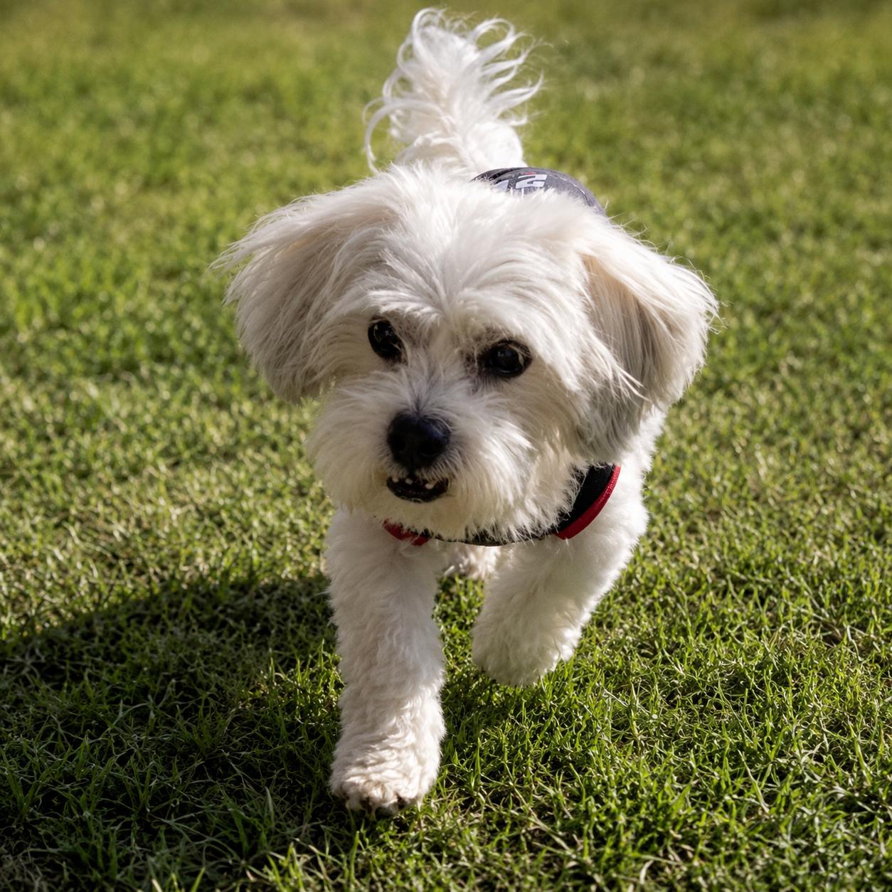 Datoa, a ADOPTABLE mixed breed in Van Nuys, CA image 4/6