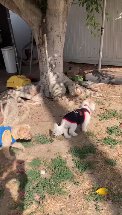 Enlarge Datoa, a ADOPTABLE mixed breed in Van Nuys, CA video 6/6
