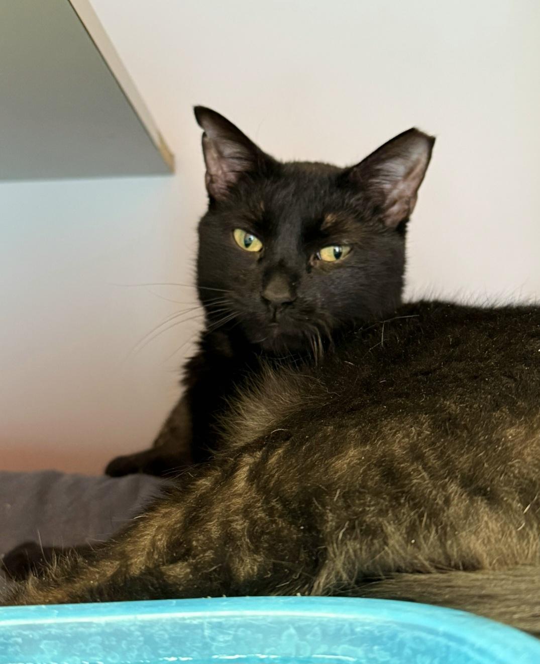 Priya - at PetSmart