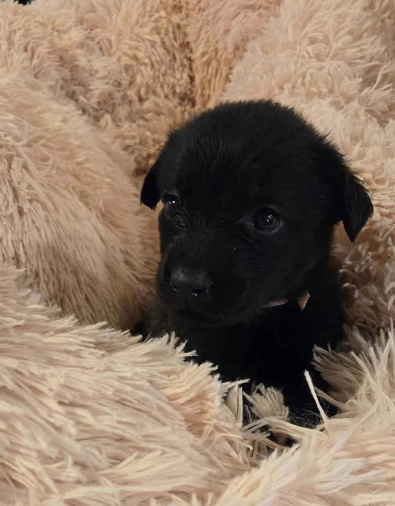 DeWitt / Tinker Belle, Adoptable, Puppy Female Labrador Retriever & Mixed Breed.