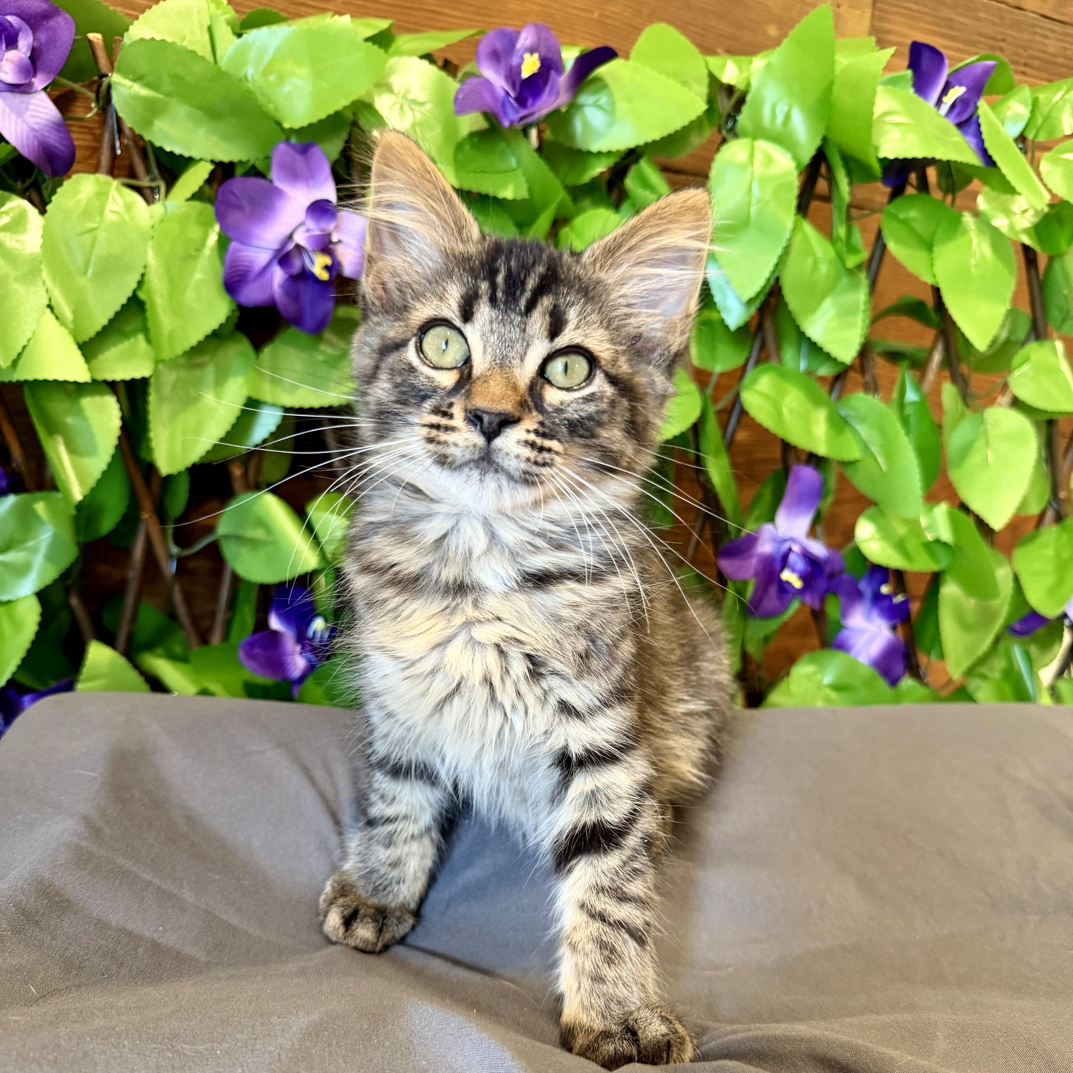 Doc (bonded with Clinda), Adoptable, Kitten Male Domestic Long Hair & Maine Coon.
