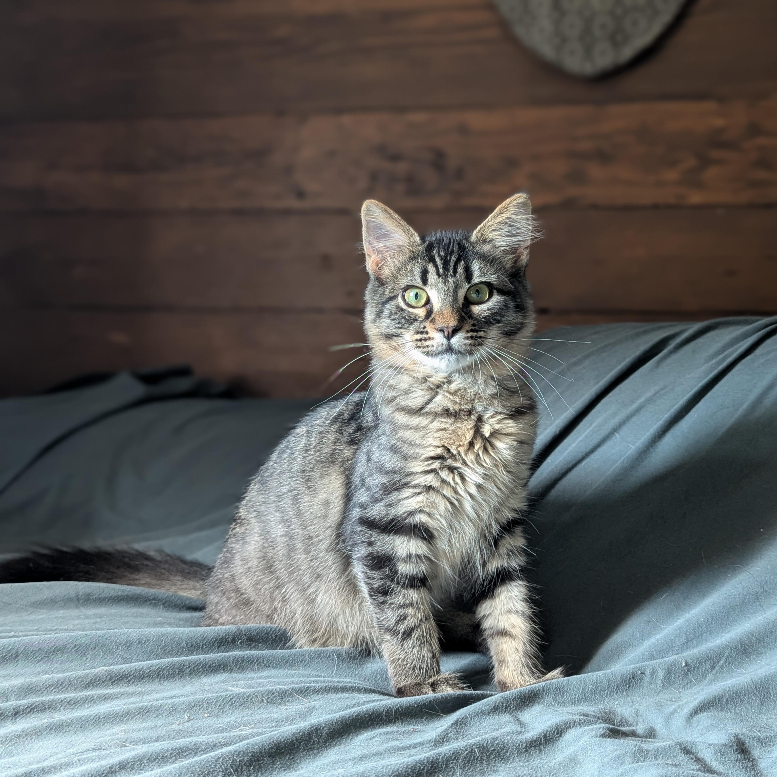 Doc (bonded with Clinda), Adoptable, Kitten Male Domestic Long Hair & Maine Coon.