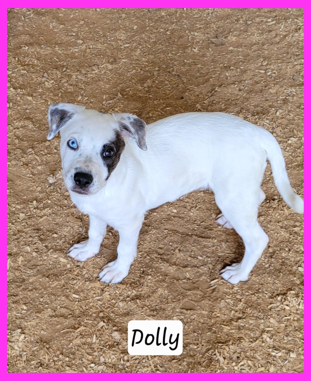 Enlarge Dolly, a ADOPTABLE mixed breed in Granbury, TX image 2/2