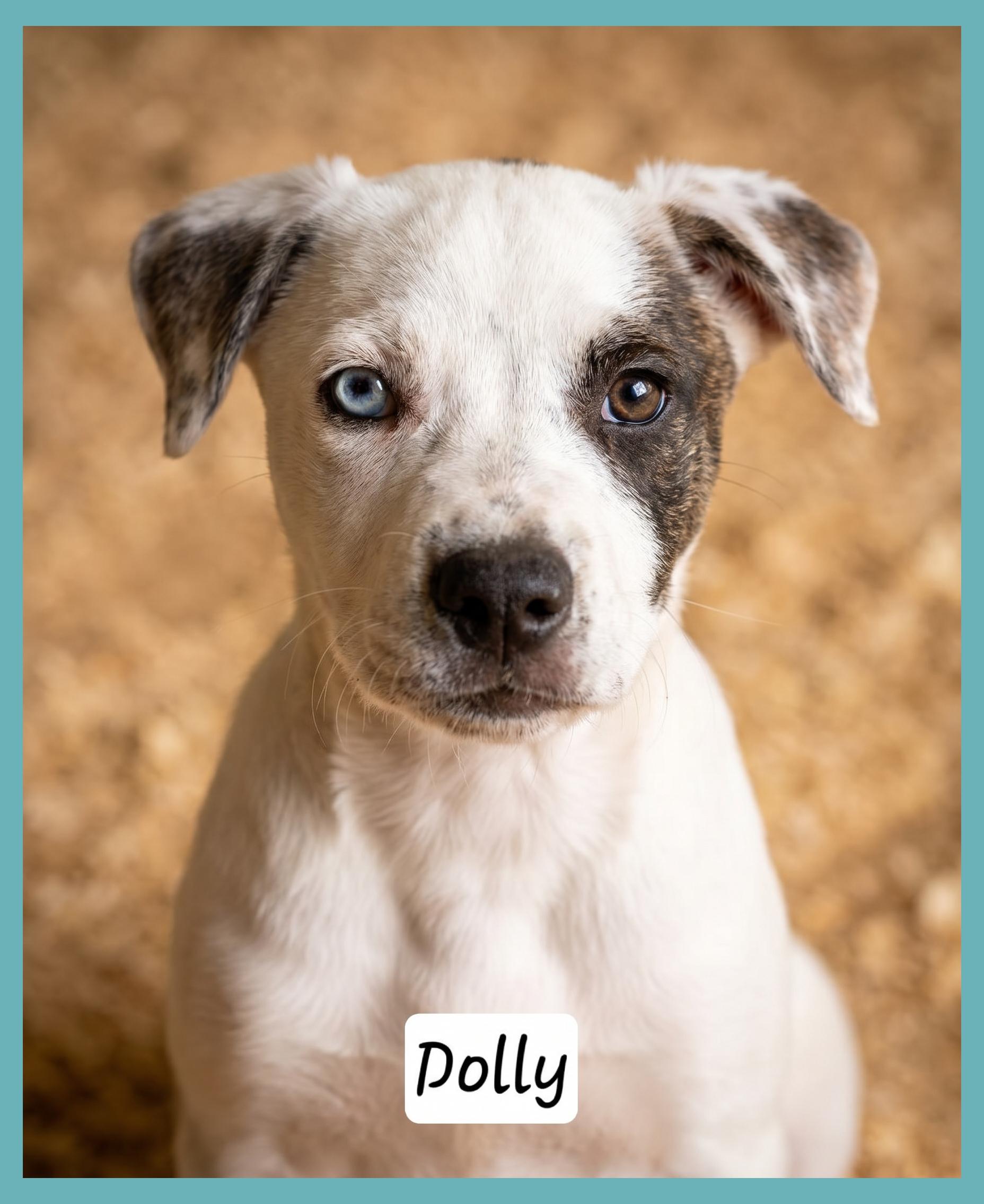 Dolly, ADOPTABLE, Puppy Female Catahoula Leopard Dog.
